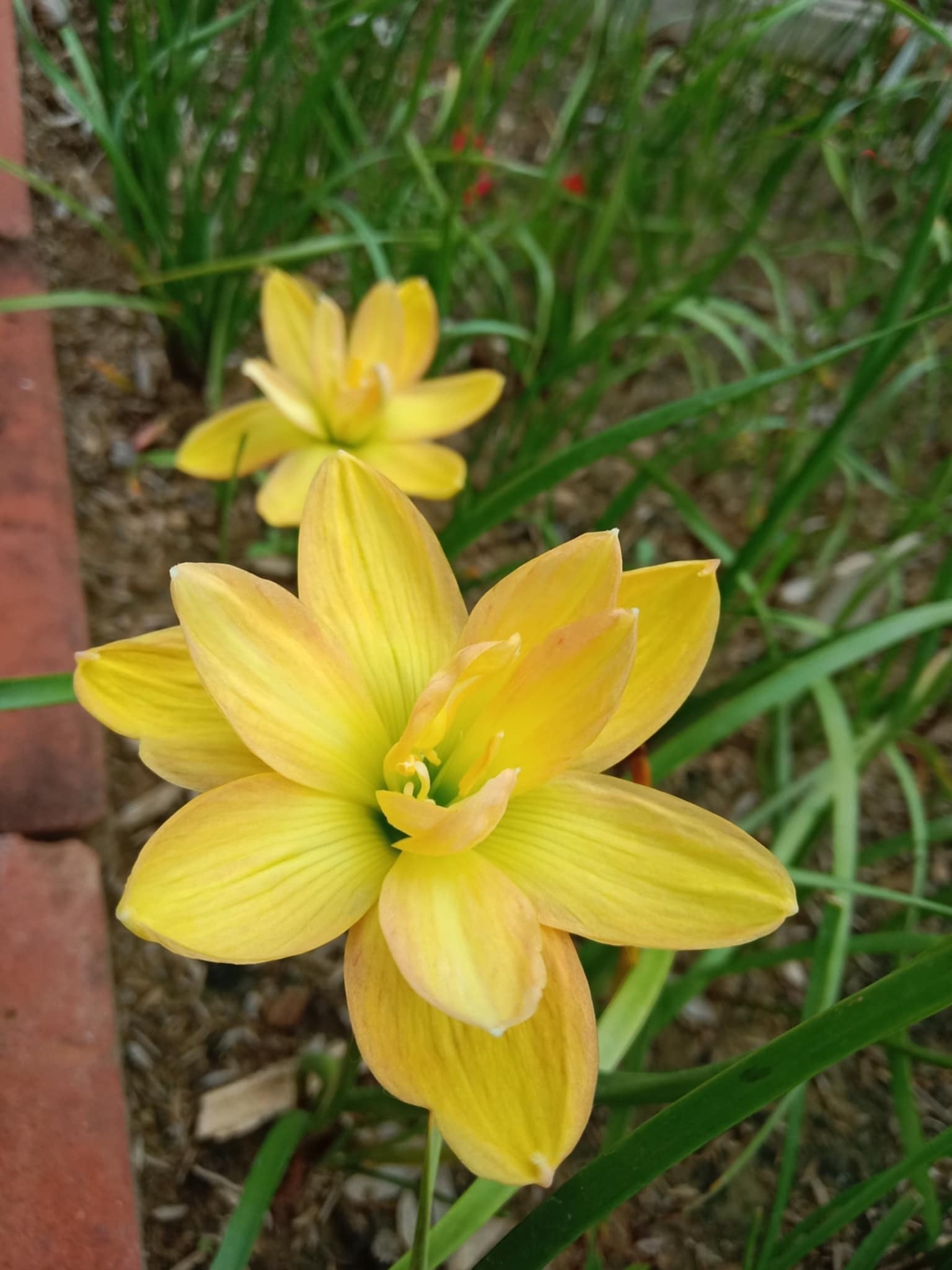 Rain Lily Moon smile 350