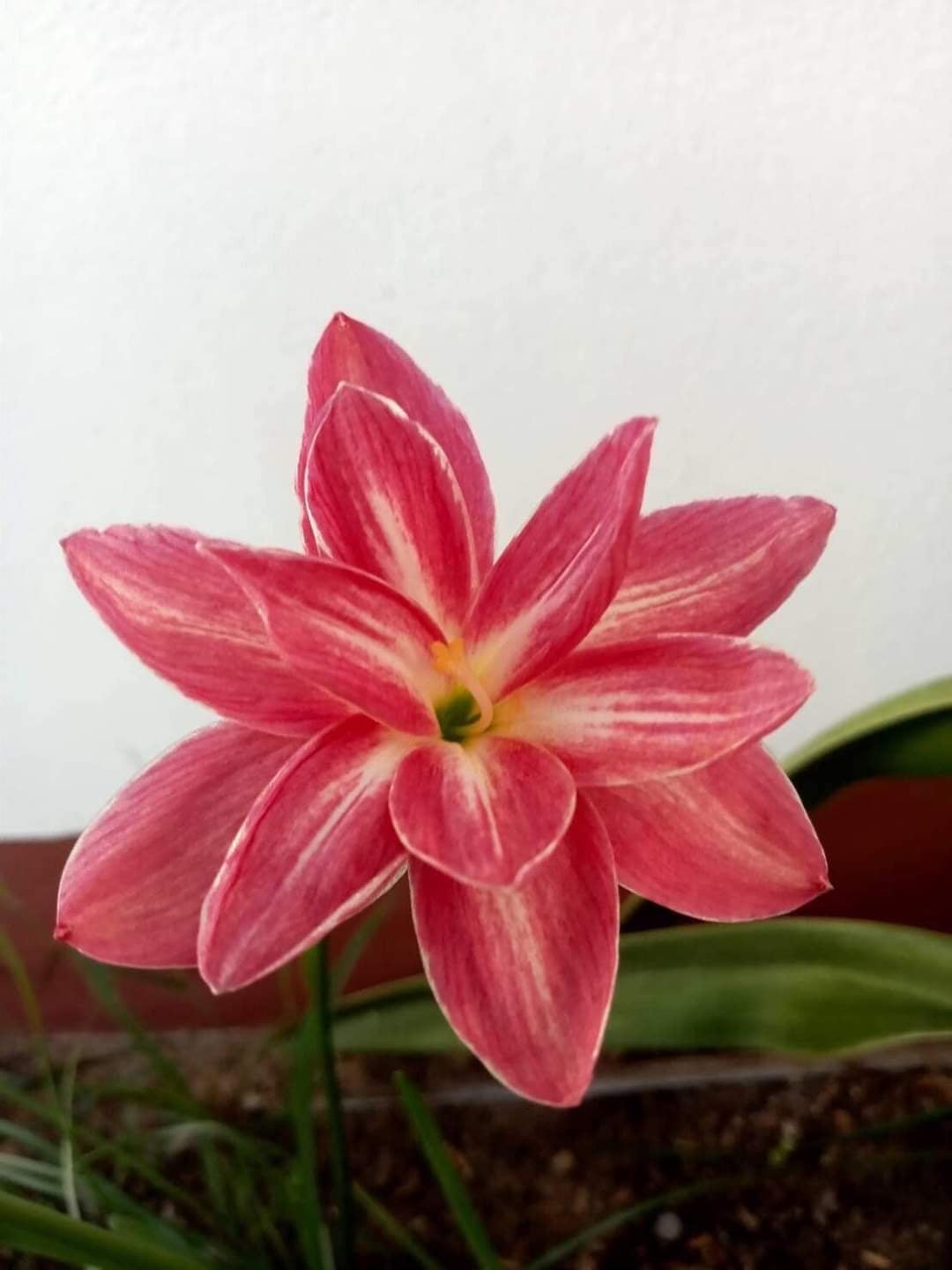 Rain Lily Pornratana