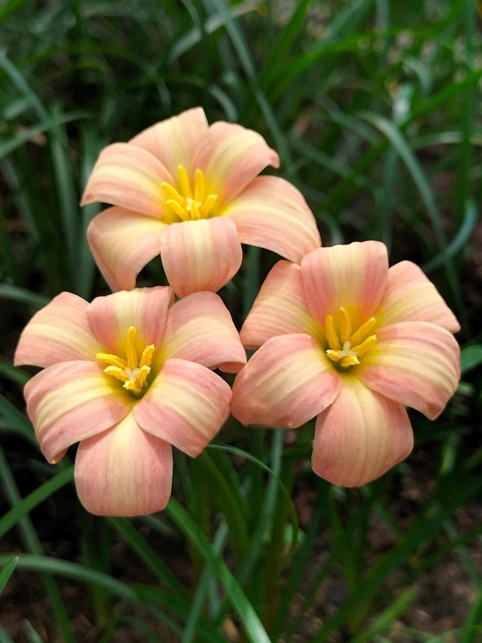 Rain Lily Bumble Sweet
