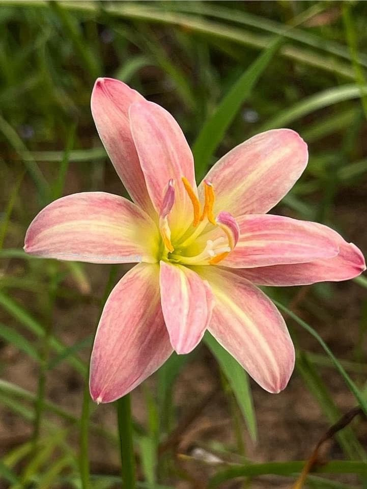 5-Colour Rain Lily Garden Pack