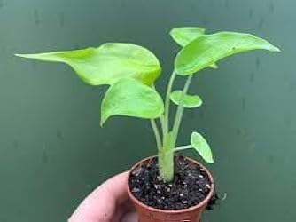 Alocasia Golden
cuculata