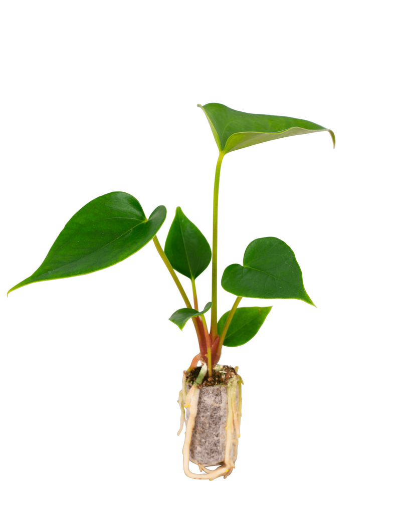 Anthurium
Browniee